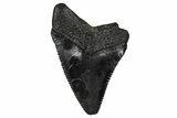 Juvenile Megalodon Tooth - South Carolina #340730-1
